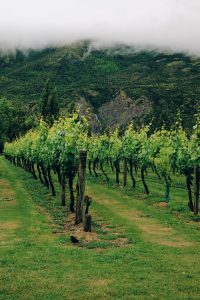 kinross vines queenstown