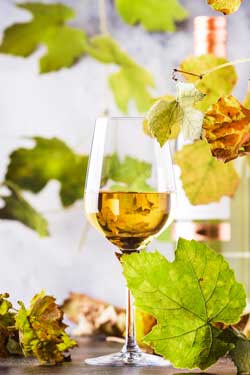 appellation-wine-tasting-tours-photo-white-wine-foliage