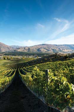 appellation-wine-tasting-tours-photo-vineyard-blue-sky-sunny-mountains-central-otago